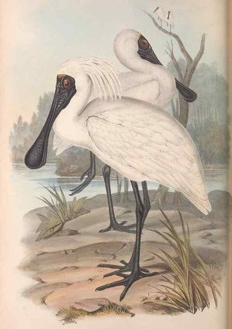 Reproducción/Reproduction 36781580962: The birds of Australia.. London,Printed by R. and J. E. Taylor; pub. by the author,[1840]-48.