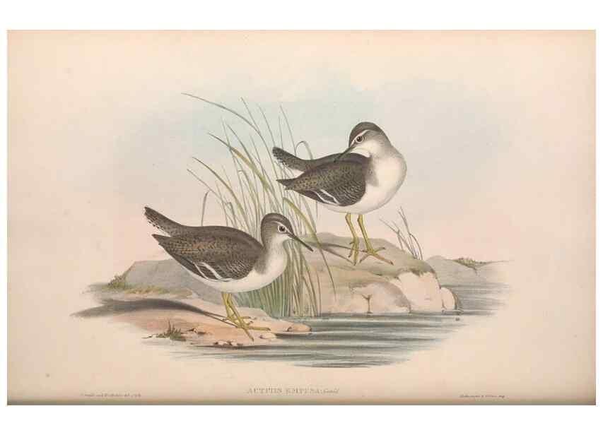 Reproducción/Reproduction 36781550982: The birds of Australia.. London,Printed by R. and J. E. Taylor; pub. by the author,[1840]-48.