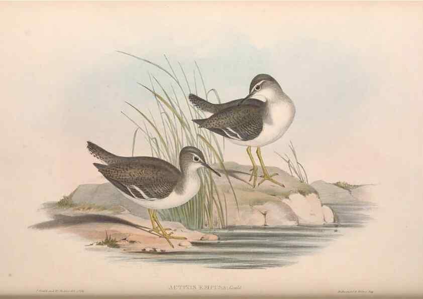 Reproducción/Reproduction 36781550982: The birds of Australia.. London,Printed by R. and J. E. Taylor; pub. by the author,[1840]-48.