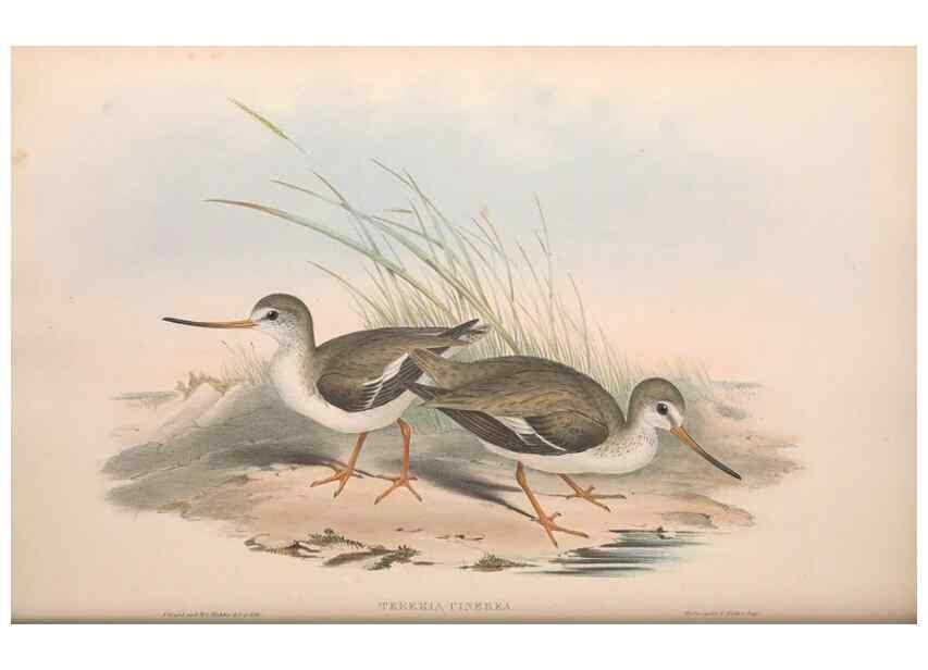 Reproducción/Reproduction 36813001531: The birds of Australia.. London,Printed by R. and J. E. Taylor; pub. by the author,[1840]-48.