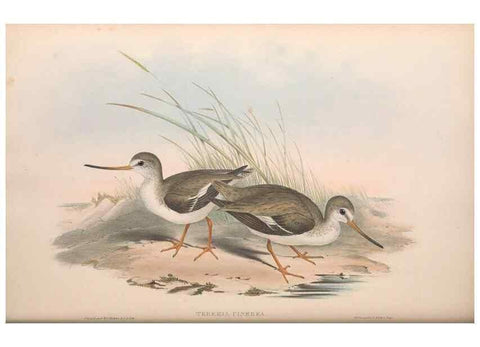Reproducción/Reproduction 36813001531: The birds of Australia.. London,Printed by R. and J. E. Taylor; pub. by the author,[1840]-48.