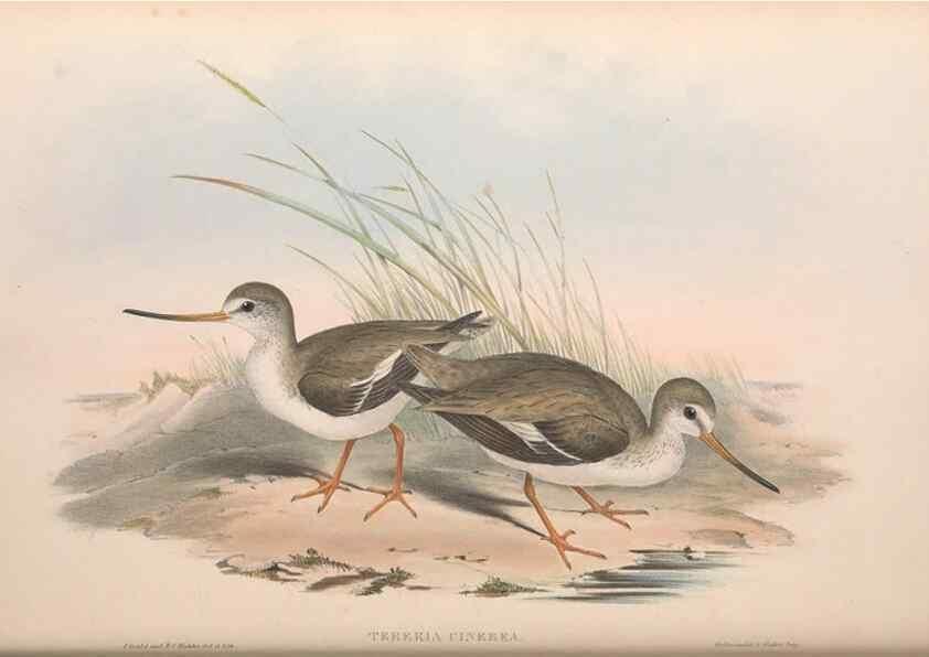 Reproducción/Reproduction 36813001531: The birds of Australia.. London,Printed by R. and J. E. Taylor; pub. by the author,[1840]-48.