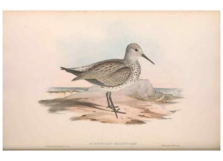 Reproducción/Reproduction 36813000891: The birds of Australia.. London,Printed by R. and J. E. Taylor; pub. by the author,[1840]-48.