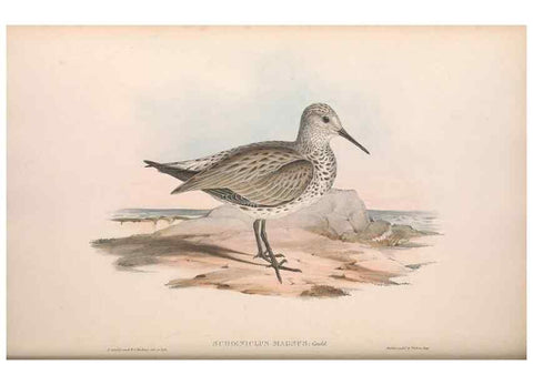 Reproducción/Reproduction 36813000891: The birds of Australia.. London,Printed by R. and J. E. Taylor; pub. by the author,[1840]-48.