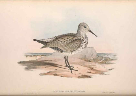 Reproducción/Reproduction 36813000891: The birds of Australia.. London,Printed by R. and J. E. Taylor; pub. by the author,[1840]-48.