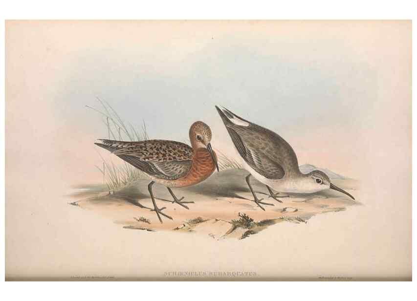 Reproducción/Reproduction 36812999931: The birds of Australia.. London,Printed by R. and J. E. Taylor; pub. by the author,[1840]-48.