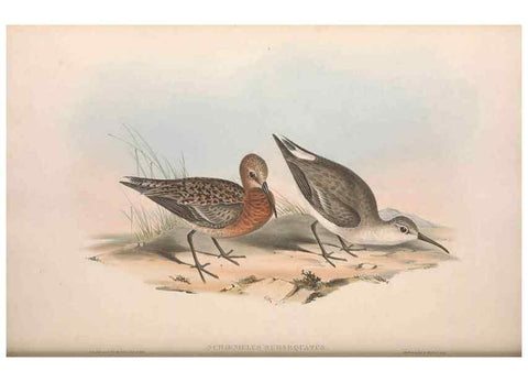 Reproducción/Reproduction 36812999931: The birds of Australia.. London,Printed by R. and J. E. Taylor; pub. by the author,[1840]-48.
