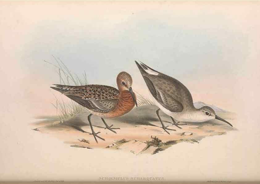 Reproducción/Reproduction 36812999931: The birds of Australia.. London,Printed by R. and J. E. Taylor; pub. by the author,[1840]-48.