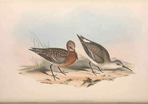 Reproducción/Reproduction 36812999931: The birds of Australia.. London,Printed by R. and J. E. Taylor; pub. by the author,[1840]-48.