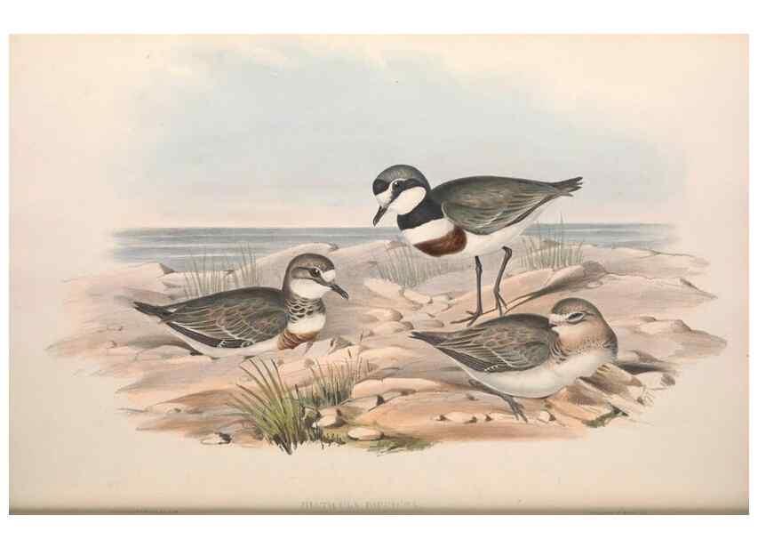 Reproducción/Reproduction 36781517252: The birds of Australia.. London,Printed by R. and J. E. Taylor; pub. by the author,[1840]-48.