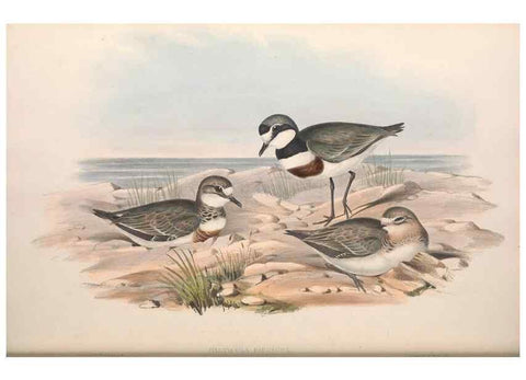 Reproducción/Reproduction 36781517252: The birds of Australia.. London,Printed by R. and J. E. Taylor; pub. by the author,[1840]-48.