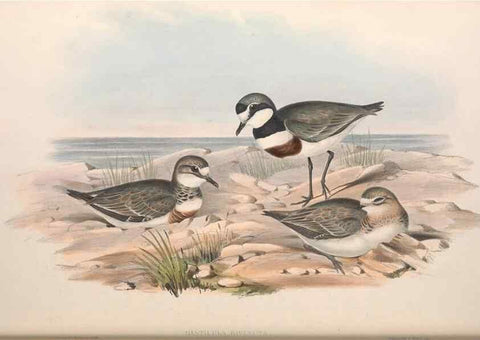 Reproducción/Reproduction 36781517252: The birds of Australia.. London,Printed by R. and J. E. Taylor; pub. by the author,[1840]-48.