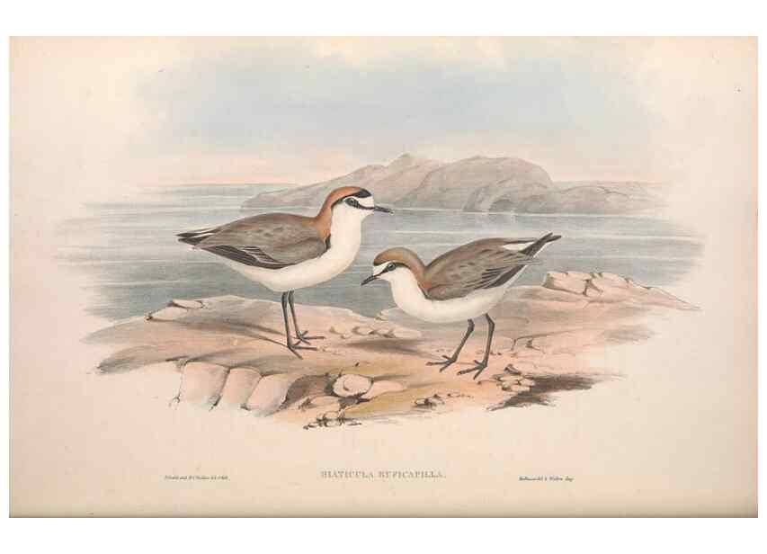 Reproducción/Reproduction 36781519302: The birds of Australia.. London,Printed by R. and J. E. Taylor; pub. by the author,[1840]-48.