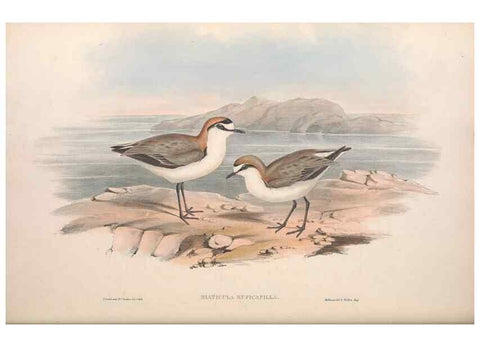 Reproducción/Reproduction 36781519302: The birds of Australia.. London,Printed by R. and J. E. Taylor; pub. by the author,[1840]-48.