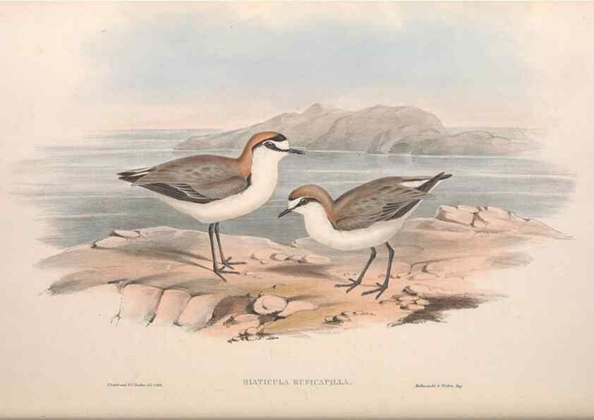 Reproducción/Reproduction 36781519302: The birds of Australia.. London,Printed by R. and J. E. Taylor; pub. by the author,[1840]-48.