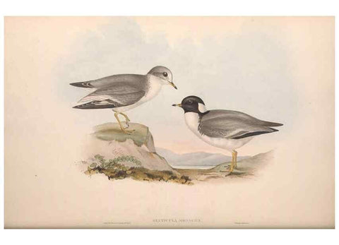 Reproducción/Reproduction 36781521292: The birds of Australia.. London,Printed by R. and J. E. Taylor; pub. by the author,[1840]-48.