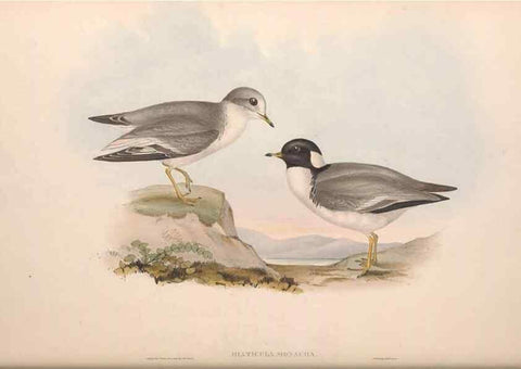 Reproducción/Reproduction 36781521292: The birds of Australia.. London,Printed by R. and J. E. Taylor; pub. by the author,[1840]-48.
