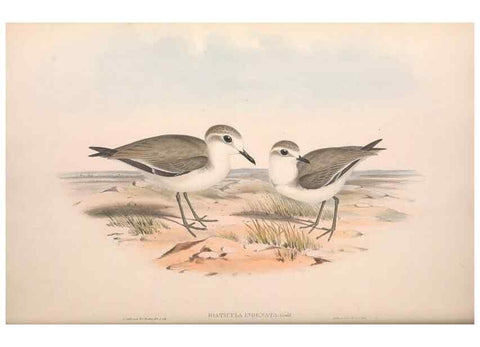 Reproducción/Reproduction 36781522742: The birds of Australia.. London,Printed by R. and J. E. Taylor; pub. by the author,[1840]-48.