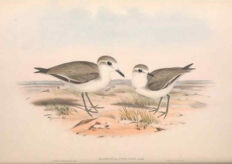 Reproducción/Reproduction 36781522742: The birds of Australia.. London,Printed by R. and J. E. Taylor; pub. by the author,[1840]-48.