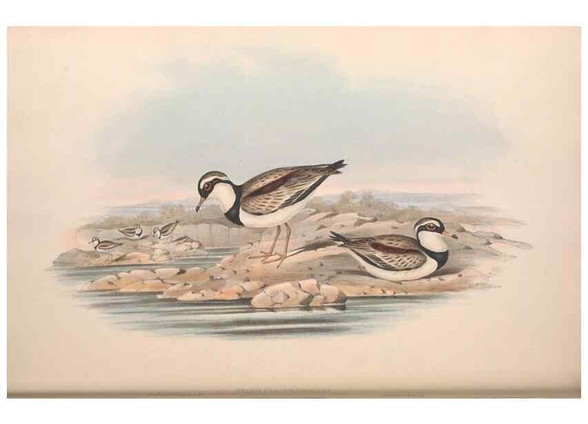 Reproducción/Reproduction 36781524222: The birds of Australia.. London,Printed by R. and J. E. Taylor; pub. by the author,[1840]-48.