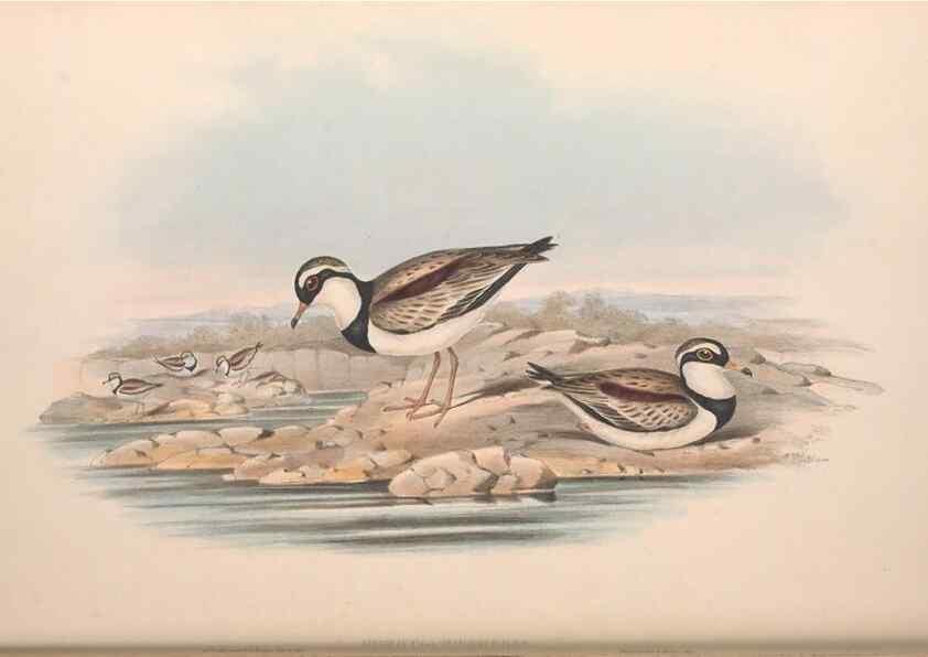 Reproducción/Reproduction 36781524222: The birds of Australia.. London,Printed by R. and J. E. Taylor; pub. by the author,[1840]-48.