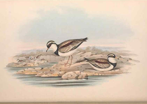 Reproducción/Reproduction 36781524222: The birds of Australia.. London,Printed by R. and J. E. Taylor; pub. by the author,[1840]-48.