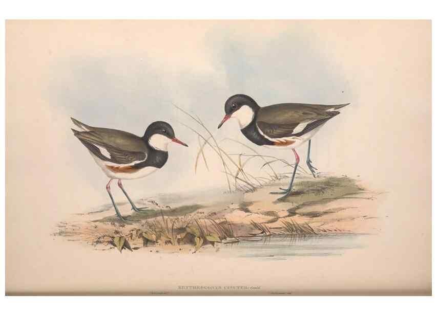 Reproducción/Reproduction 36781525812: The birds of Australia.. London,Printed by R. and J. E. Taylor; pub. by the author,[1840]-48.