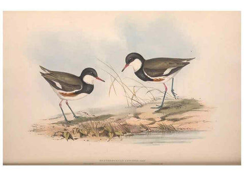 Reproducción/Reproduction 36781525812: The birds of Australia.. London,Printed by R. and J. E. Taylor; pub. by the author,[1840]-48.