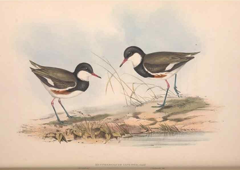 Reproducción/Reproduction 36781525812: The birds of Australia.. London,Printed by R. and J. E. Taylor; pub. by the author,[1840]-48.