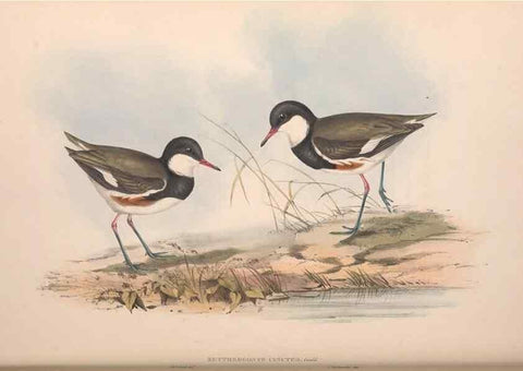 Reproducción/Reproduction 36781525812: The birds of Australia.. London,Printed by R. and J. E. Taylor; pub. by the author,[1840]-48.