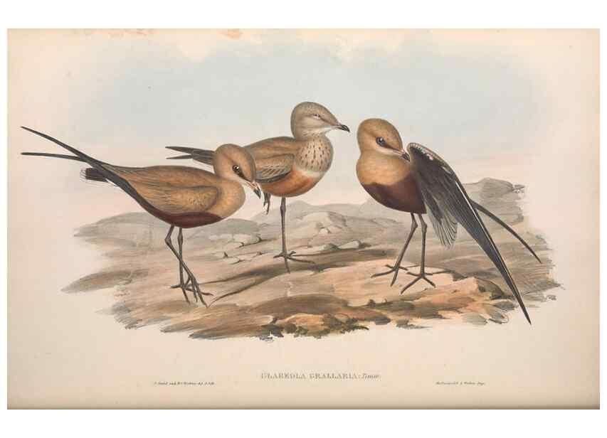 Reproducción/Reproduction 36556410300: The birds of Australia.. London,Printed by R. and J. E. Taylor; pub. by the author,[1840]-48.