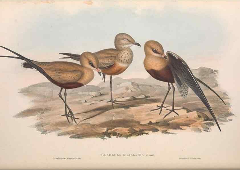 Reproducción/Reproduction 36556410300: The birds of Australia.. London,Printed by R. and J. E. Taylor; pub. by the author,[1840]-48.
