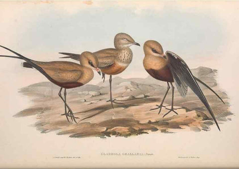 Reproducción/Reproduction 36556410300: The birds of Australia.. London,Printed by R. and J. E. Taylor; pub. by the author,[1840]-48.