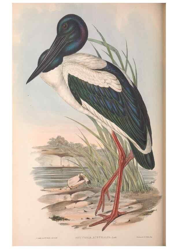 Reproducción/Reproduction 36781583042: The birds of Australia.. London,Printed by R. and J. E. Taylor; pub. by the author,[1840]-48.