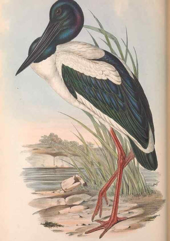 Reproducción/Reproduction 36781583042: The birds of Australia.. London,Printed by R. and J. E. Taylor; pub. by the author,[1840]-48.