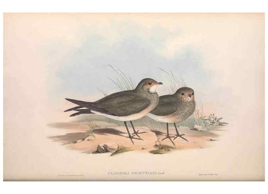 Reproducción/Reproduction 36556411800: The birds of Australia.. London,Printed by R. and J. E. Taylor; pub. by the author,[1840]-48.