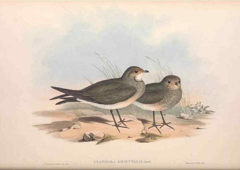 Reproducción/Reproduction 36556411800: The birds of Australia.. London,Printed by R. and J. E. Taylor; pub. by the author,[1840]-48.