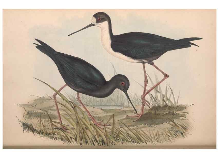 Reproducción/Reproduction 36556414860: The birds of Australia.. London,Printed by R. and J. E. Taylor; pub. by the author,[1840]-48.