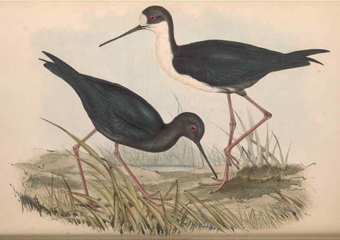 Reproducción/Reproduction 36556414860: The birds of Australia.. London,Printed by R. and J. E. Taylor; pub. by the author,[1840]-48.