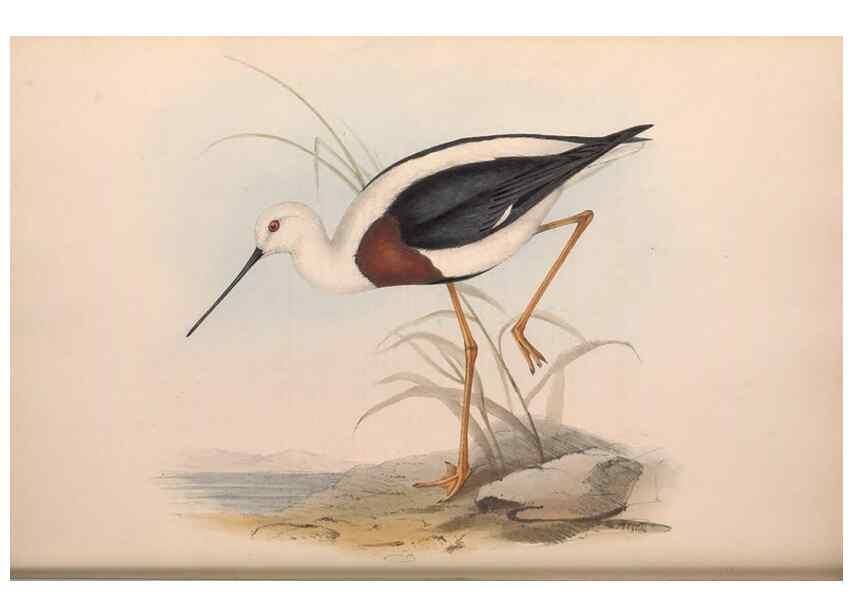 Reproducción/Reproduction 36556416500: The birds of Australia.. London,Printed by R. and J. E. Taylor; pub. by the author,[1840]-48.