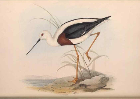 Reproducción/Reproduction 36556416500: The birds of Australia.. London,Printed by R. and J. E. Taylor; pub. by the author,[1840]-48.