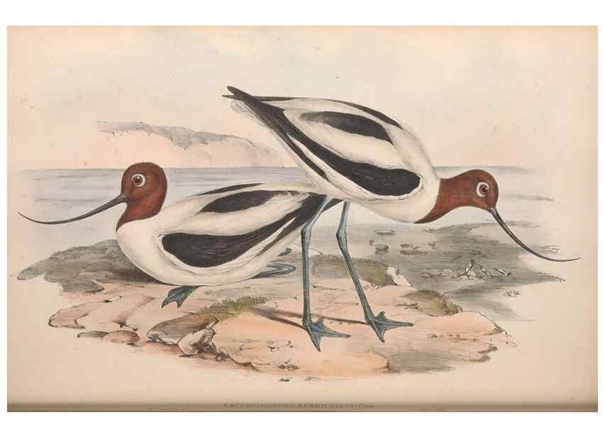 Reproducción/Reproduction 36556417510: The birds of Australia.. London,Printed by R. and J. E. Taylor; pub. by the author,[1840]-48.