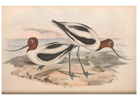 Reproducción/Reproduction 36556417510: The birds of Australia.. London,Printed by R. and J. E. Taylor; pub. by the author,[1840]-48.