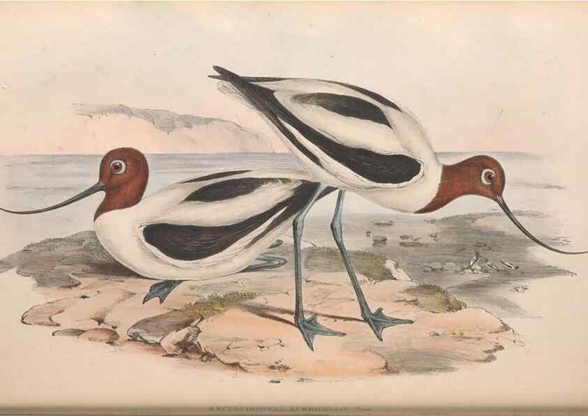 Reproducción/Reproduction 36556417510: The birds of Australia.. London,Printed by R. and J. E. Taylor; pub. by the author,[1840]-48.