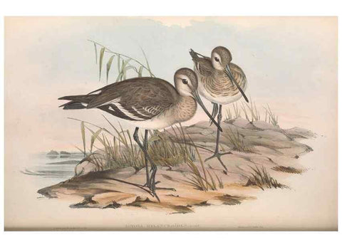 Reproducción/Reproduction 36556418780: The birds of Australia.. London,Printed by R. and J. E. Taylor; pub. by the author,[1840]-48.
