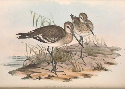 Reproducción/Reproduction 36556418780: The birds of Australia.. London,Printed by R. and J. E. Taylor; pub. by the author,[1840]-48.