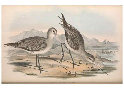 Reproducción/Reproduction 36556420010: The birds of Australia.. London,Printed by R. and J. E. Taylor; pub. by the author,[1840]-48.