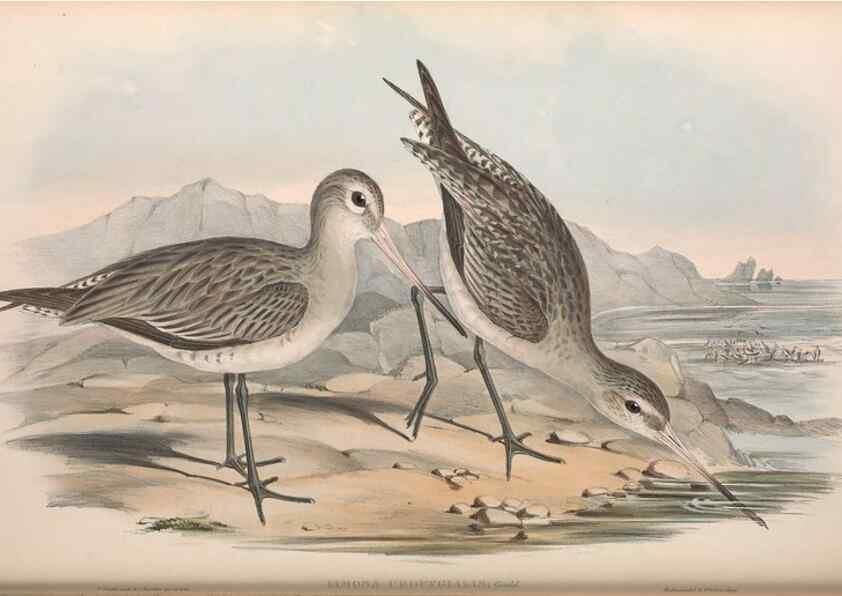 Reproducción/Reproduction 36556420010: The birds of Australia.. London,Printed by R. and J. E. Taylor; pub. by the author,[1840]-48.