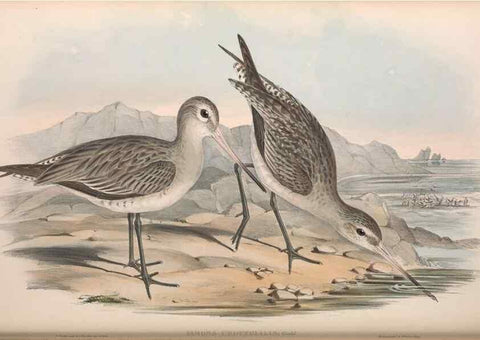 Reproducción/Reproduction 36556420010: The birds of Australia.. London,Printed by R. and J. E. Taylor; pub. by the author,[1840]-48.
