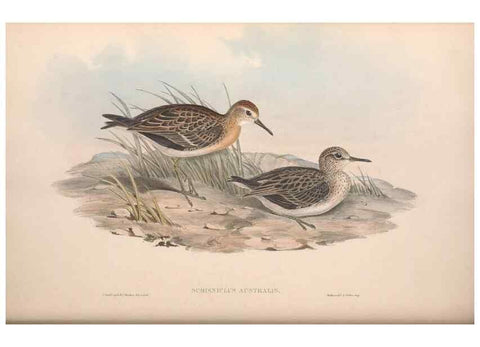 Reproducción/Reproduction 36556421280: The birds of Australia.. London,Printed by R. and J. E. Taylor; pub. by the author,[1840]-48.